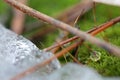 Drop of water on moss among conifer needles