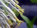 Drop Water on orchid roots