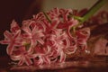 A drop of water on the petal of a pink flower. Dewdrop. Hyacinth. Macro. Flat lay