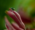A drop of water on the petal of a pink flower. Dewdrop .Hyacinth. Macro. Flat lay