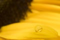 A drop of water on a petal of a sunflower macro, soft focus