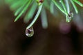 A drop of water on the pine needle