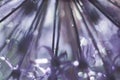 A drop of water on a purple flower. wild leek background. abstract flower background Royalty Free Stock Photo