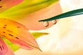 A drop of water, rain, dew on a blade of grass and a pink lily flower close-up on a light yellow and orange background.Beautiful n Royalty Free Stock Photo