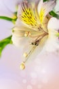 A drop of water, rain, dew on a blade of grass and a pink lily flower close-up on a light yellow and orange background.Beautiful n Royalty Free Stock Photo