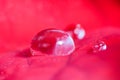 Drop of water on red blossom of Euphorbia pulcherrima, macro photo