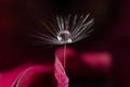 A drop of water on the seeds of dandelion embrace pink petal flower Royalty Free Stock Photo