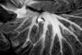 A drop of water on a sheet of brassica Royalty Free Stock Photo