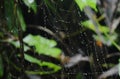 Drop of water on spider net in forest Royalty Free Stock Photo