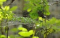 Drop of water on spider net in garden Royalty Free Stock Photo