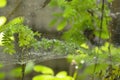 Drop of water on spider net in garden Royalty Free Stock Photo