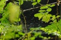 Drop of water on spider net in garden Royalty Free Stock Photo