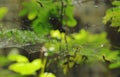 Drop of water on spider net in garden Royalty Free Stock Photo