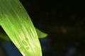 Drop of water and sunbeam spreading on leaf after fall in garden with black background Royalty Free Stock Photo