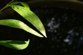 Drop of water and sunbeam spreading on leaf after fall in garden with black background Royalty Free Stock Photo