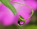 A drop of water with the reflection of a flower Royalty Free Stock Photo