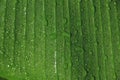 drop of water on tropical banana palm leaf, dark green foliage, nature background Royalty Free Stock Photo