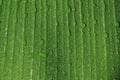 drop of water on tropical banana palm leaf, dark green foliage, nature background Royalty Free Stock Photo