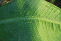 drop of water on tropical banana palm leaf, dark green foliage, nature background Royalty Free Stock Photo