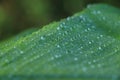 drop of water on tropical banana palm leaf, dark green foliage, nature background Royalty Free Stock Photo