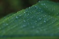 drop of water on tropical banana palm leaf, dark green foliage, nature background Royalty Free Stock Photo