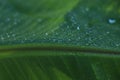 drop of water on tropical banana palm leaf, dark green foliage, nature background Royalty Free Stock Photo