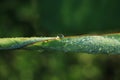 drop of water on tropical banana palm leaf, dark green foliage, nature background Royalty Free Stock Photo