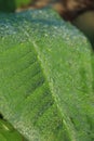 drop of water on tropical banana palm leaf, dark green foliage, nature background Royalty Free Stock Photo