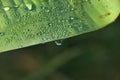 drop of water on tropical banana palm leaf, dark green foliage, nature background Royalty Free Stock Photo