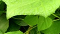 Creeper vine leaf on drop of water