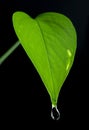 Drop of water on young green leaf