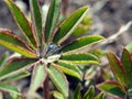 Water drops on lupine leaf Royalty Free Stock Photo