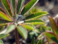 Water drops on lupine leaf Royalty Free Stock Photo