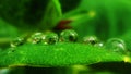 Drop waterdrop green fresh nature