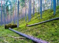 Droped tree in wild forest vivid landscape