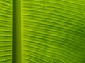 Droplet on banana leaf