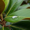 In the droplet creates a lensing effect enhancing the leaf s Royalty Free Stock Photo