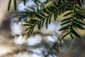 Droplet of dew on conifer leaves shows sun as starburst