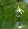 Droplet on flower