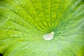 Droplet in lotus flower leaf Royalty Free Stock Photo