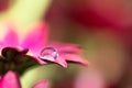 Droplet on pink petal