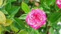 Droplet on a pink roses flower in the garden