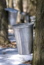 Droplet of sap flowing from the maple tree