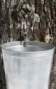 Droplet of sap flowing into a pail to produce maple syrup Royalty Free Stock Photo