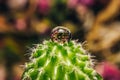 Droplet on top of the cactus