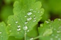 Droplet. Water. Leave. Background Royalty Free Stock Photo