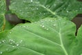 The droplet of water from raindrops on fresh green giant leaflet of Elephant ear plant`s leaf Royalty Free Stock Photo