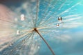 The droplet of water on the seed of dandelion . Dandelion on a turquoise background. Selective focus