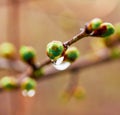 A droplet of water after a spring rain on the buds budding tree