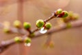 A droplet of water after a spring rain on the buds budding tree Royalty Free Stock Photo